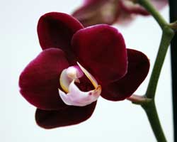 Как правильно ухаживать за орхидеей фаленопсис
